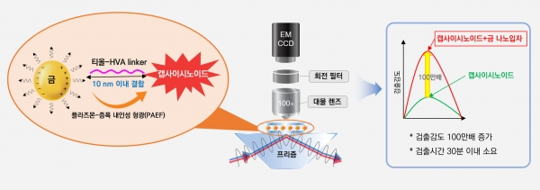 캡사이시노이드 분석법