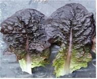 상추 새 품종 진미적치마