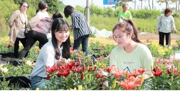 국립한국농수산대학 실습동에서 진행한 분화조경용 아시아틱 백합 공개강좌 및 품평회에 참여한 화훼학과 학생들이 12번째 개발 중인 한농19A-33에 대한 평가를 진행하고 있다