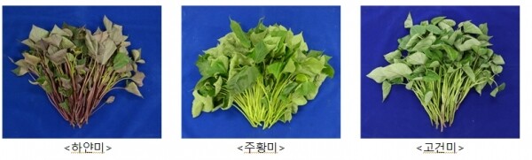 고구마 품종별 끝순