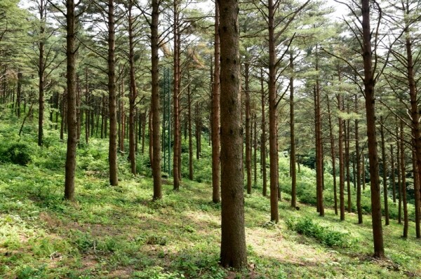 삼봉산 금강소나무 숲
