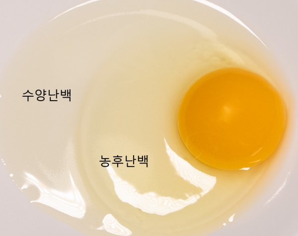 농후난백 표기 파일