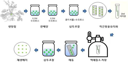딸기 생장점 초저온동결 및 해동 재생 모식도