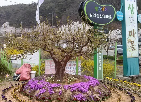 칠갑산 산꽃마을 전경