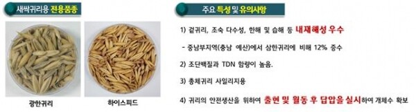 새싹귀리용 전용품종 및 특성