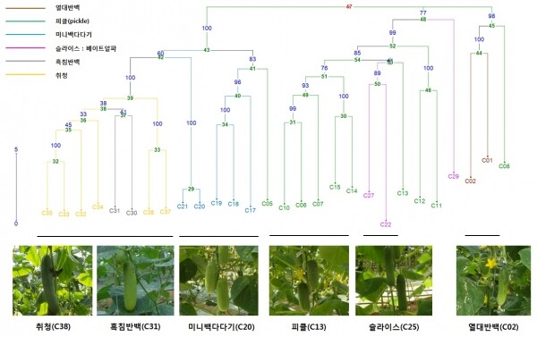 오이계통 분류