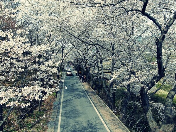 하동 화개 벚꽃길