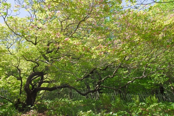 봉화 우구치 철쭉