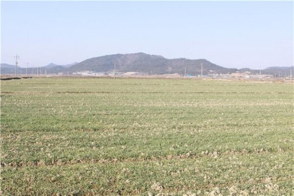 보리밭 전경