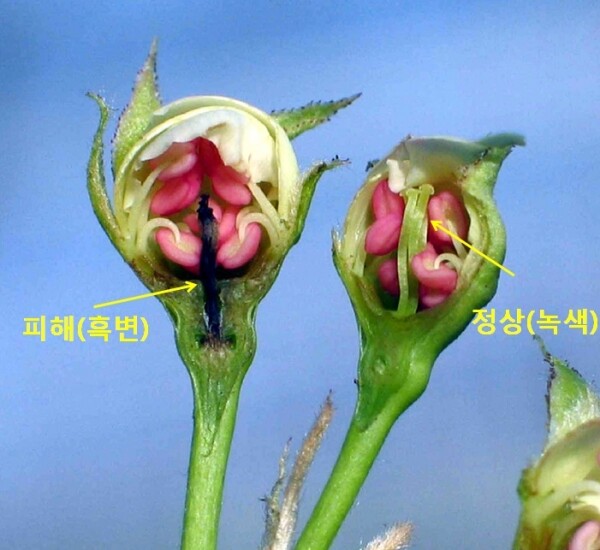 저온피해 입은 배나무꽃과 정상꽃 비교 모습