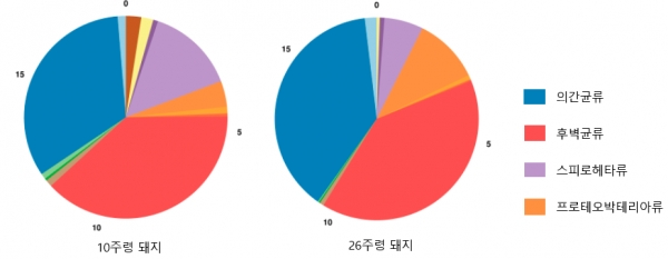 10주령과 26주령 돼지의 맹장 미생물군