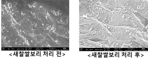 종자 표면 형태 모습