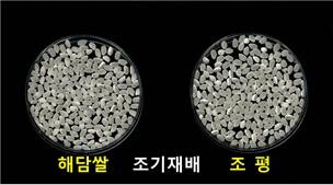 조기 재배