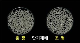 만기 재배