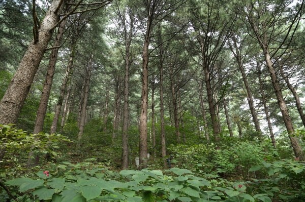 사진은 산림토양 산성화 고정조사지의 전경 모습