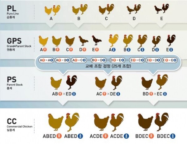 골든시드프로젝트 종계개발 체계도