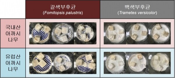 목재부후균에 노출된 아까시나무