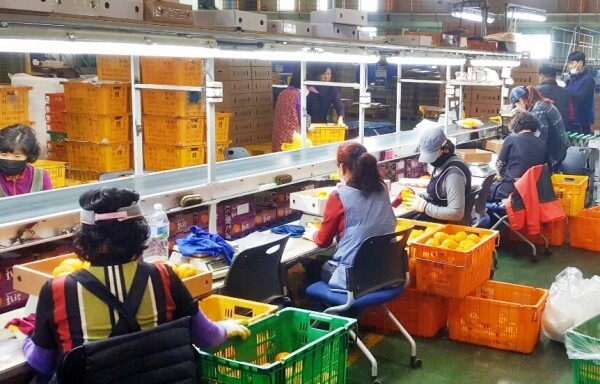사진은 제주 감귤류 선별모습