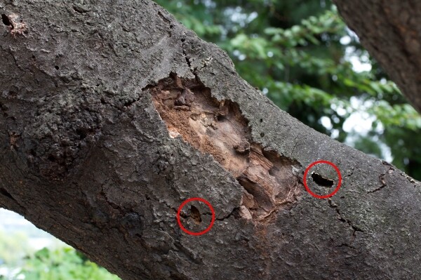 벚나무사향하늘소 유충 피해로 고사한 가지의 피해 모습