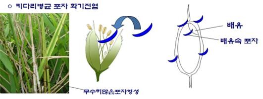 벼 키다리병 감염경로