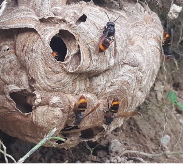 등검은말벌