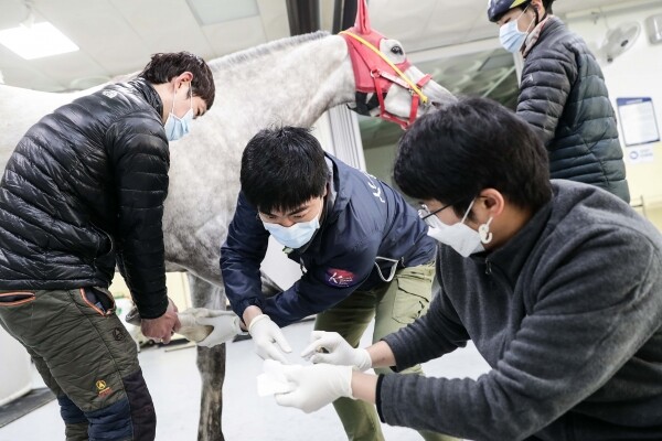 사진은 경주마 치료에 힘쓰는 한국마사회 진료담당의 모습