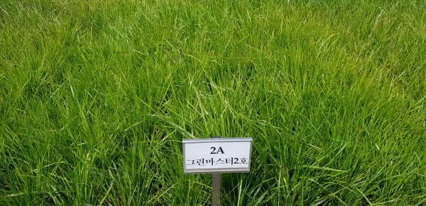 간척지에서 잘 자라는 톨페스큐 국산품종인 그린마스터 2호