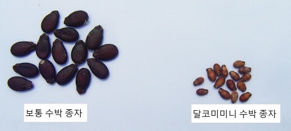 달코미미니 수박 종자비교