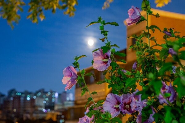 서울밤 그리고 무궁화