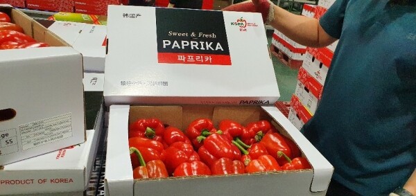 지난 8월 24일 처음으로 중국으로 수출하는 파프리카가 전북 남원 운봉농협에서 포장되고 있다