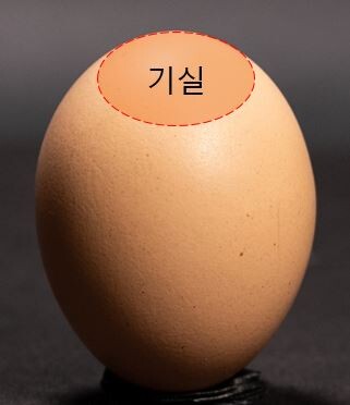 달걀기실