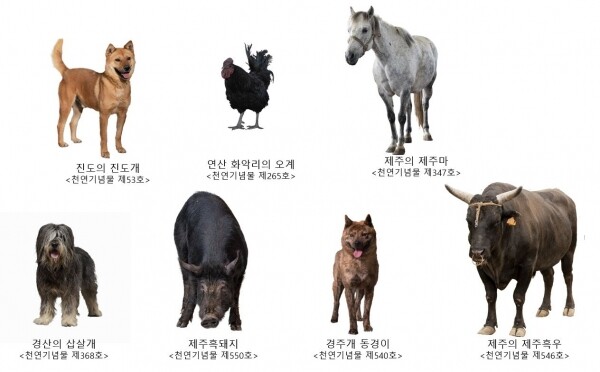 천연기념물 지정 가축
