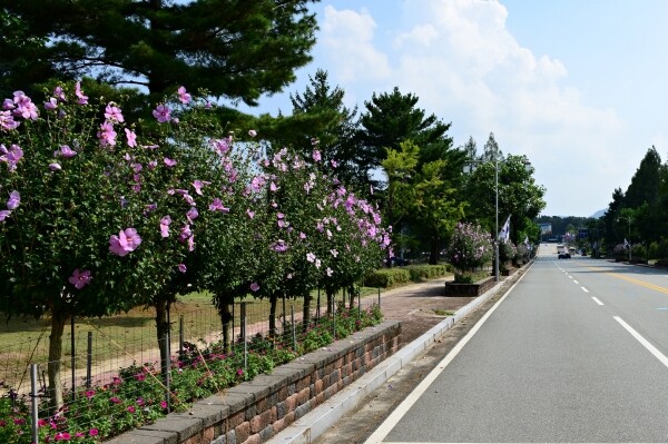 대전 현충원 가로수