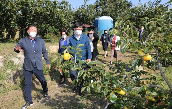 경남 창원의 농업기술명인 단감 농장