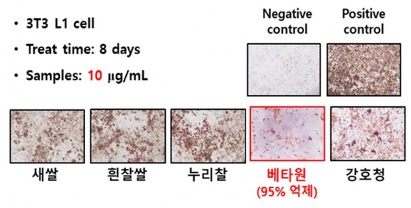 지방 세포분화 억제