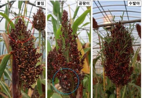 지속강우에 의한 수수 피해