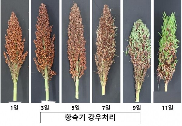 황숙기 지속강우에 의한 수수 피해