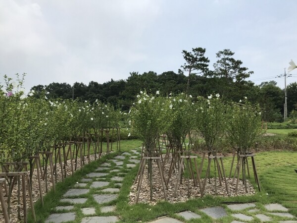 사진은 올해 조성된 경기 파주시의 무궁화동산