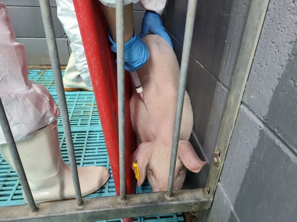 백신 접종