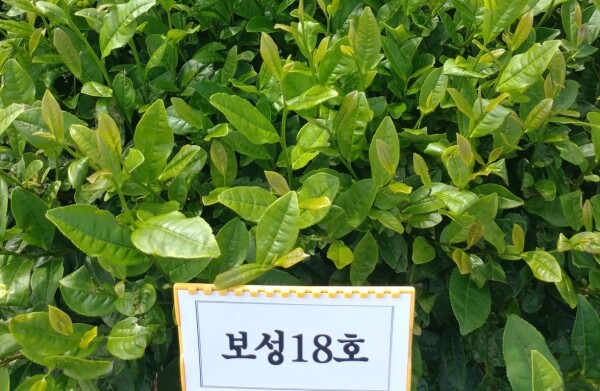 진녹