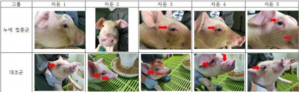 부종병 발현 감소 분석