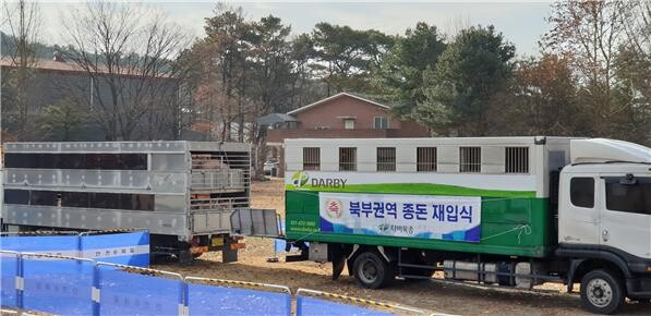 지난 11월 24일 이천 소재 대한한돈협회 제1검정소에 설치한 환적장을 통해 재입식을 위한 후보돈 환적을 진행하고 있다