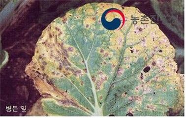 농진청의 배추 검은무늬병에 대한 식물병 정보제공 예시