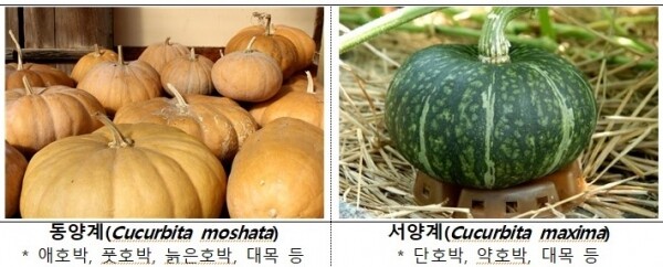 동양계와 서양계 호박 모습