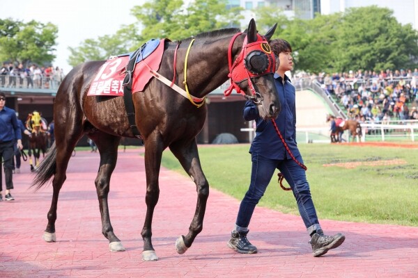 씨수말로 데뷔하는 우수 국산마 글로벌축제