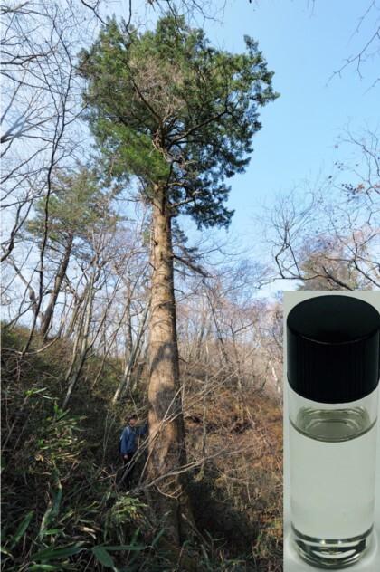 전나무와 전나무 잎 정유