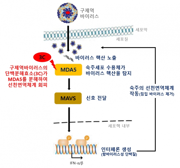 구제역바이러스의 단백분해효소(3C)가 숙주 세포 내 선천면역반응을 저해하는 작용기전