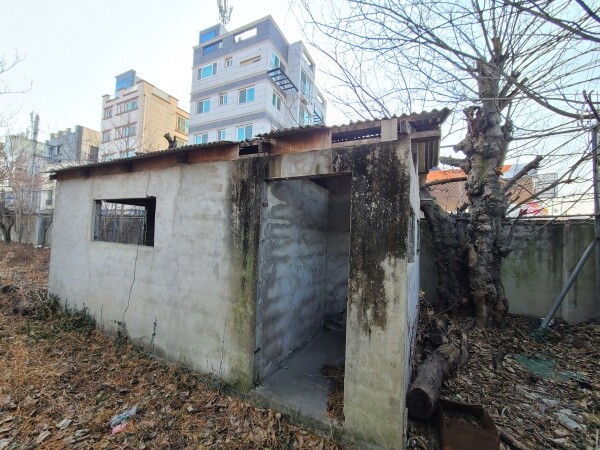 이식 전 거대 닥나무 생육현황