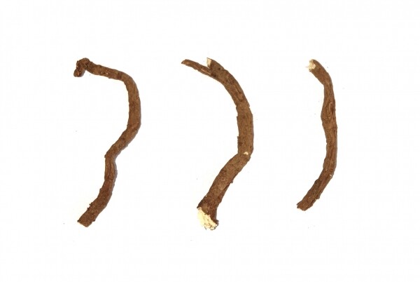 참당귀 뿌리 세미