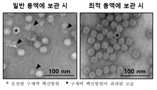 구제역 백신항원 장기 보존용 조성물의 효과
